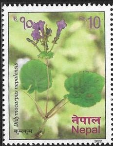 Stamp, Didymocarpus nepalensis, Nepal,  , Plants (Flora)