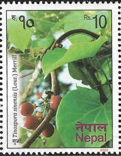 Tinospora sinensis