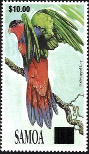 Black-capped Lory (Lorius lory) Surcharged