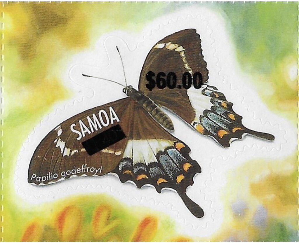 Godeffroy's Swallowtail (Papilio godeffroyi) Surcharged