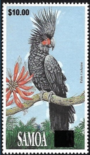 Palm Cockatoo (Probosciger aterrimus) Surcharged