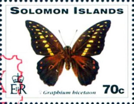 Swallowtail Butterfly (Graphium hicetaon) - Red Overprint