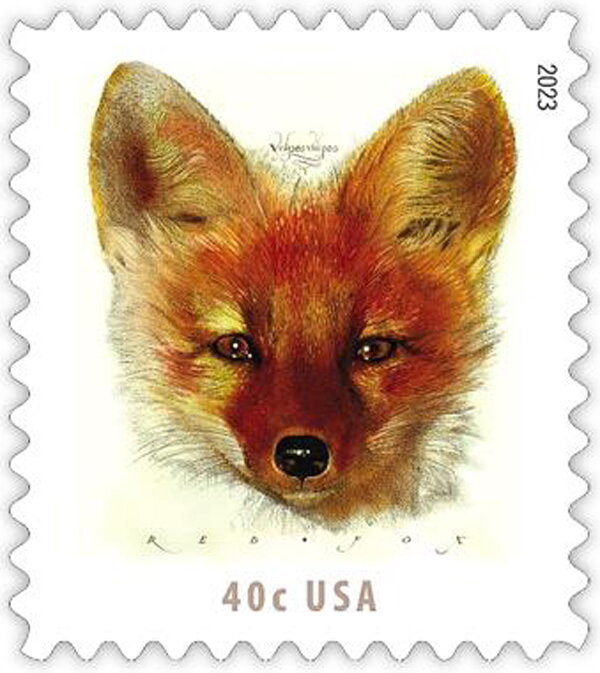 Red Fox (Vulpes vulpes)