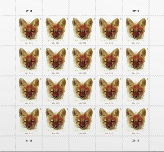 Red Fox (Vulpes vulpes)