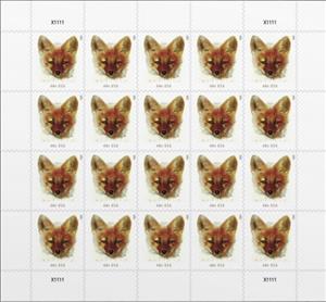 Full Pane, Red Fox (Vulpes vulpes), United States of America,  , Animals (Fauna), Foxes, Mammals