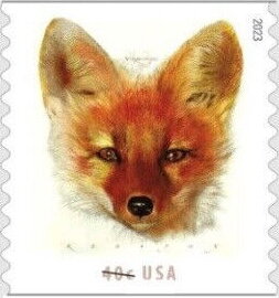 Red Fox (Vulpes vulpes)