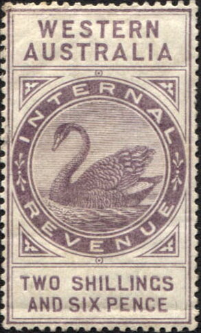 Black Swan (Cygnus atratus)