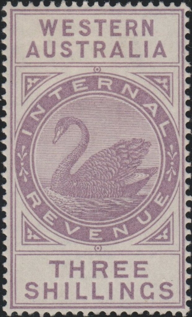 Black Swan (Cygnus atratus)