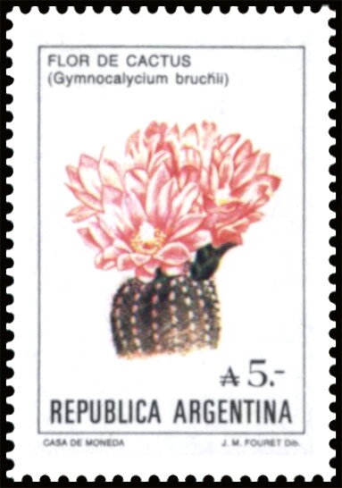 Flor de Cactus (Gymnocalycium bruchii)