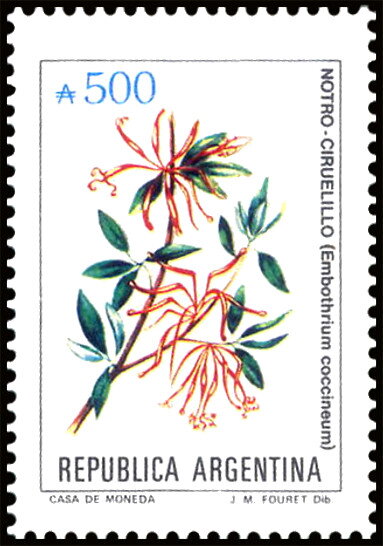 Notro-Ciruelillo (Embothrium coccineum)