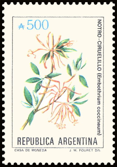 Notro-Ciruelillo (Embothrium coccineum)