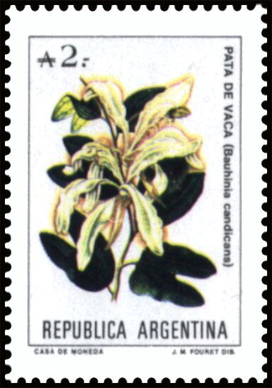 Pata de Vaca (Bauhinina candicans)