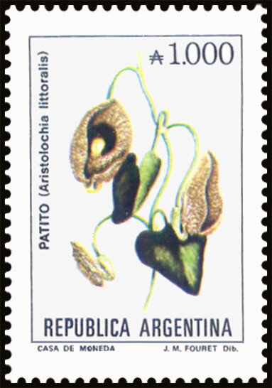 Patito (Aristolochia littoralis)