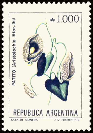 Patito (Aristolochia littoralis)