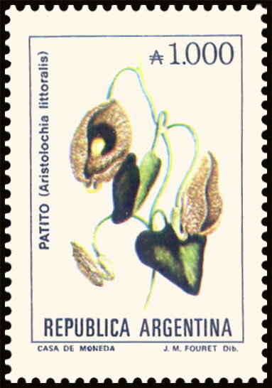Patito (Aristolochia littoralis)