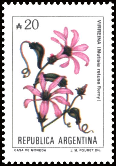 Virrenya (Mutisia retusa)