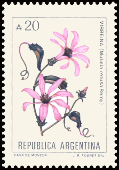 Virrenya (Mutisia retusa)