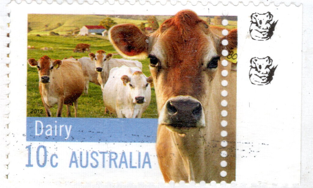 Jersey Cattle 2nd reprint - 2 Koalas