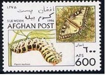 Swallowtail (Papilio machaon)