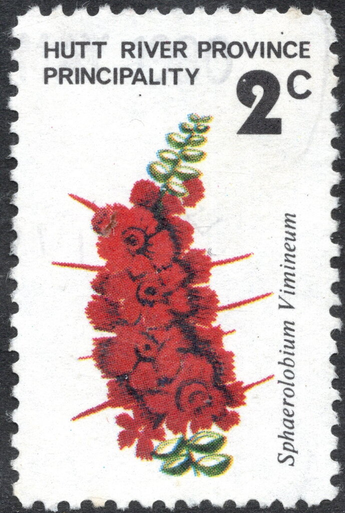 Wildflower issue - Sphaerolobium Vimineum