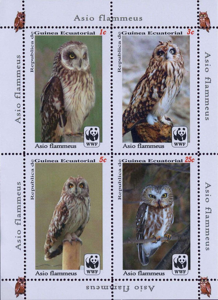 Owls