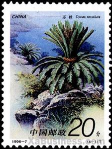 Stamp, Cycas revoluta Thunb, China, People's Republic,  , Palm-trees