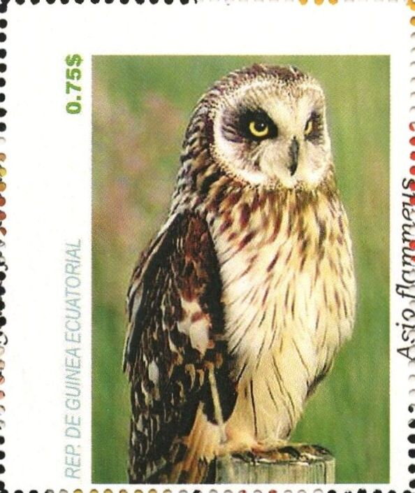 Owls