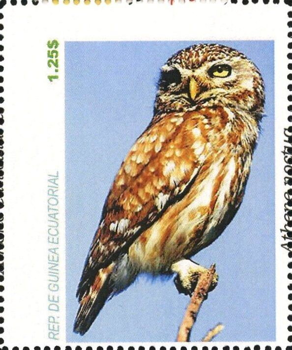Owls