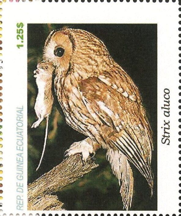 Owls