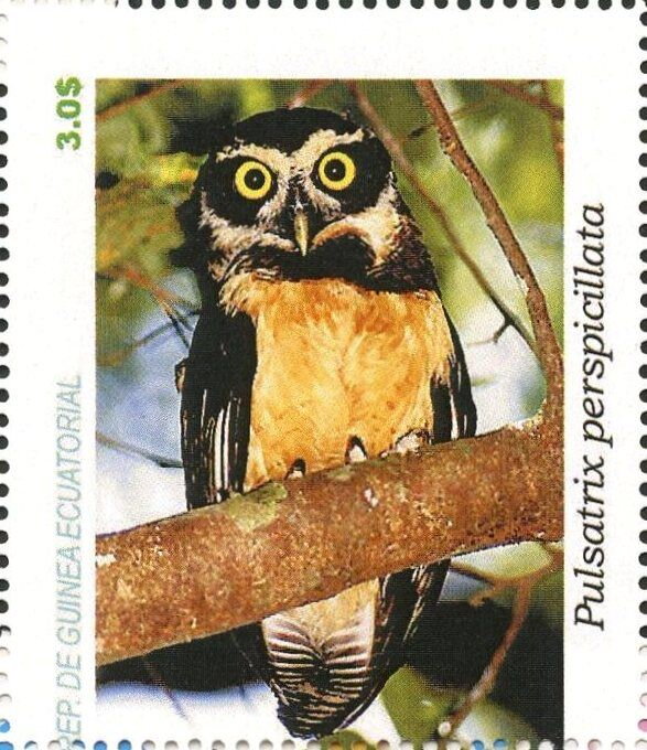 Owls