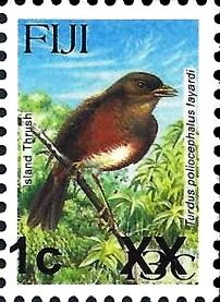 Turdus poliocephalus