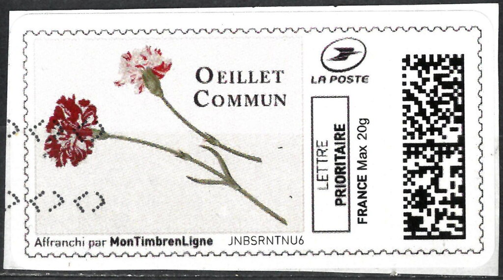 Carnation Oeillet Commun