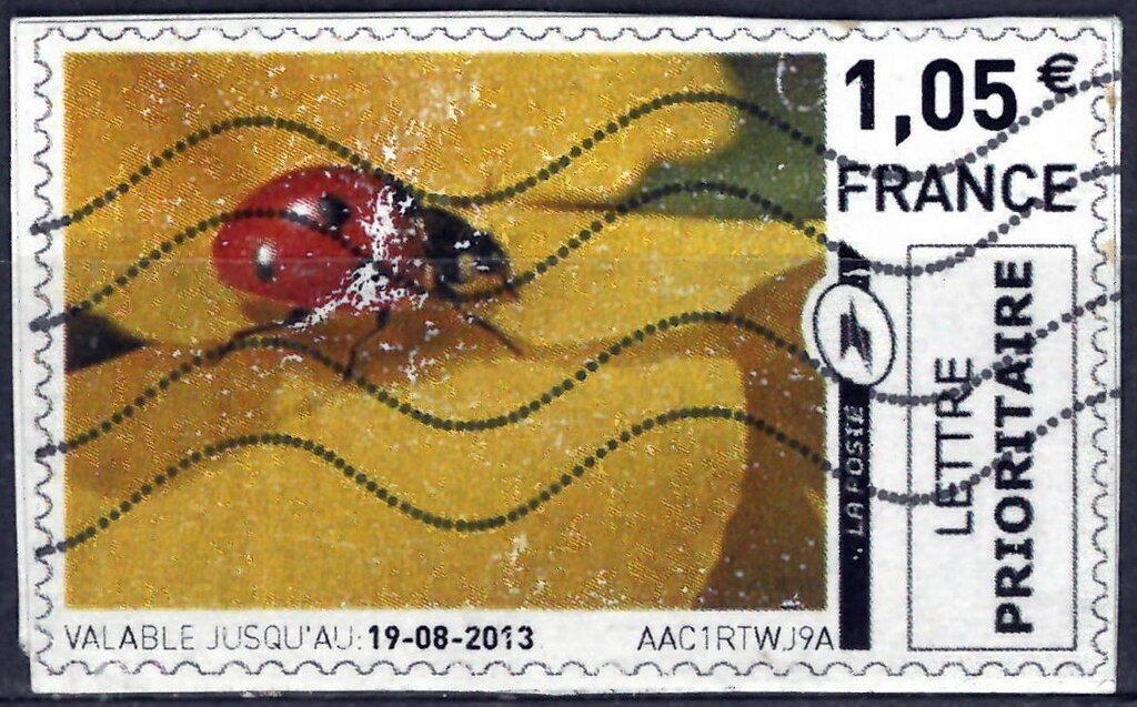 Ladybird