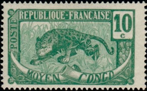 Leopard (Panthera pardus)