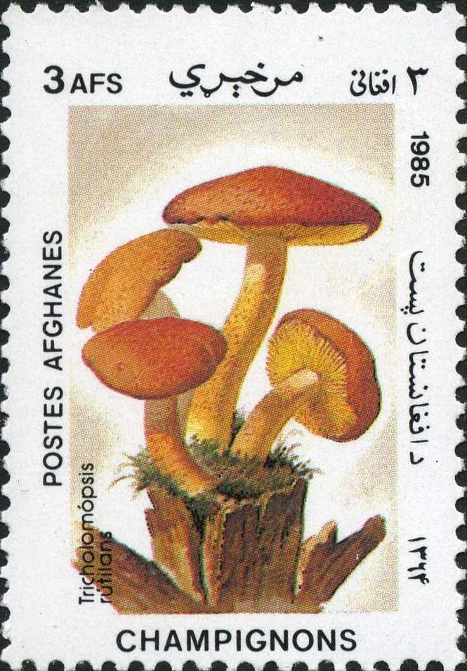 Tricholomopsis rutilans