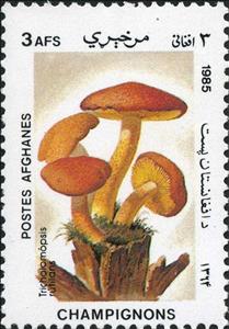Stamp, Tricholomopsis rutilans, Afghanistan,  , Mushrooms