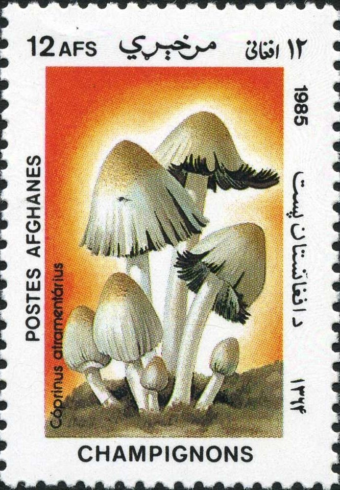 Coprinopsis atramentaria
