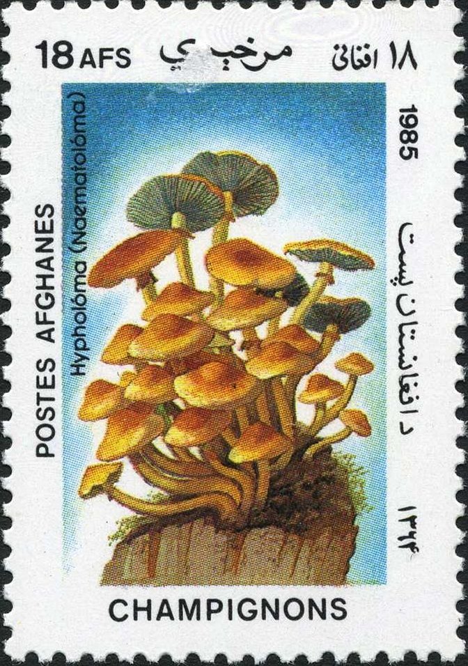 Hypholoma