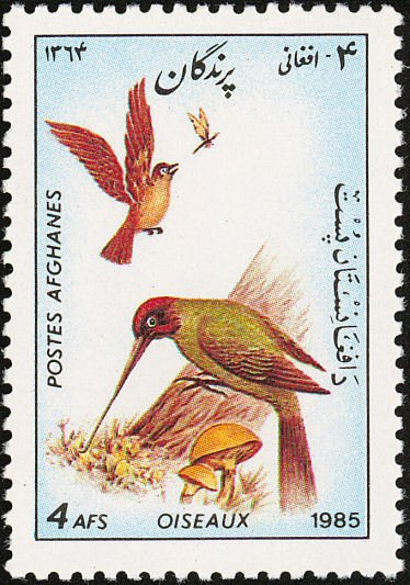 European Green Woodpecker (Picus viridis)