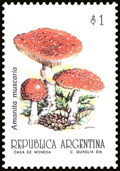 Amanita muscaria