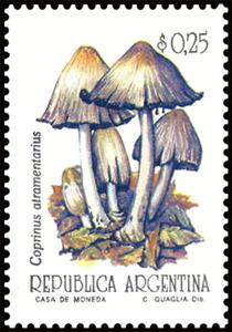 Stamp, Coprinus atramentatius, Argentina,  , Mushrooms