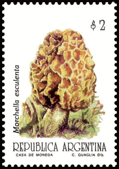 Morchella esculenta