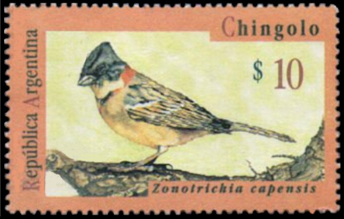 Rufous-collared Sparrow (Zonotrichia capensis)