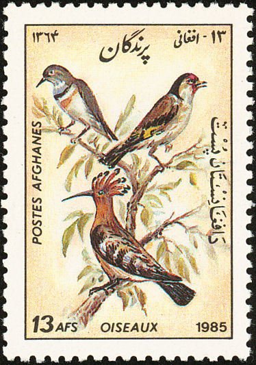 Eurasian Hoopoe (Upupa epops)
