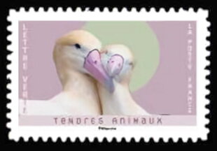 Albatroses