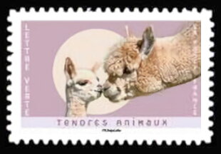 Alpacas