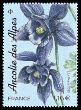 Alpine Columbine (Aquilegia alpina)