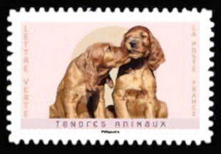 Dogs