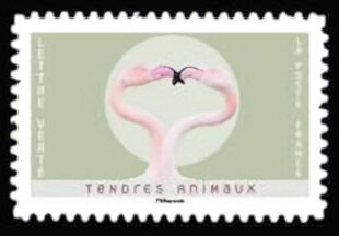 Flamingoes