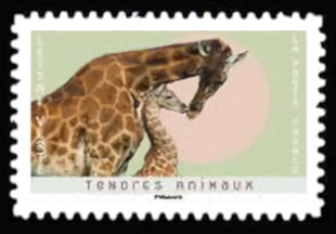 Giraffes